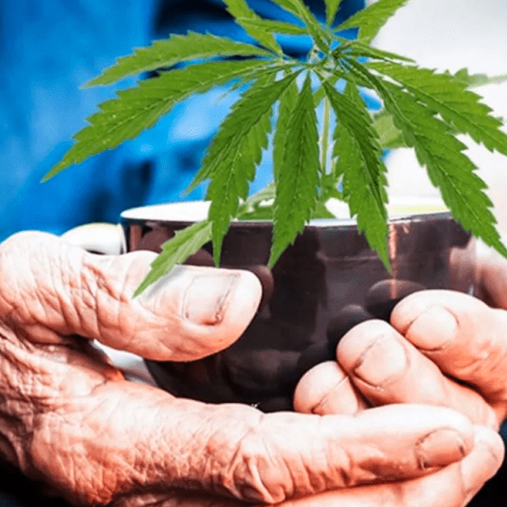 découvrez comment le cbd peut être un allié naturel pour atténuer les symptômes liés au cancer, améliorant ainsi le bien-être des patients.