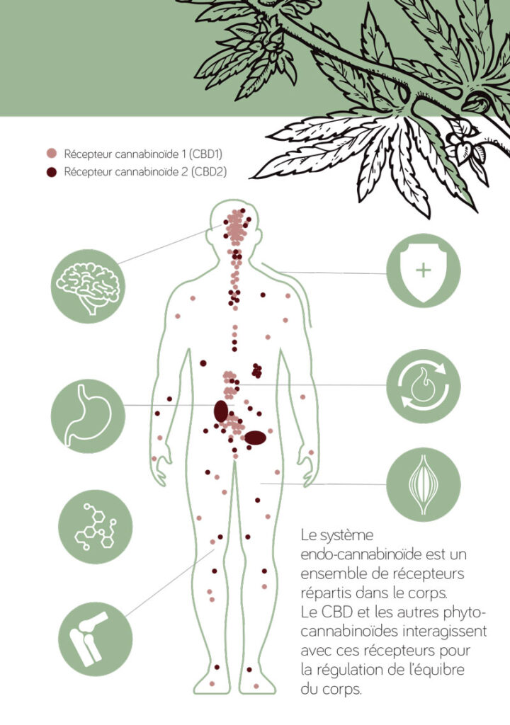 découvrez comment le cbd pourrait offrir un nouvel espoir dans la lutte contre la maladie d'alzheimer, en soulageant les symptômes et en améliorant la qualité de vie des patients.