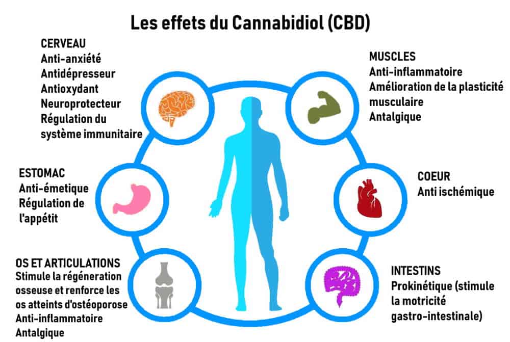découvrez les effets du cbd sur la santé oculaire et son impact potentiel sur le glaucome. informez-vous sur les bienfaits et précautions liés à l'utilisation du cbd pour les problèmes oculaires.