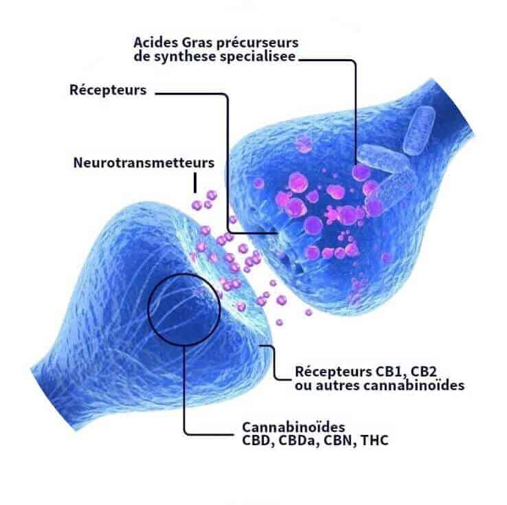 découvrez comment le cbd peut soulager les symptômes de la maladie de crohn grâce à ses propriétés anti-inflammatoires et analgésiques.