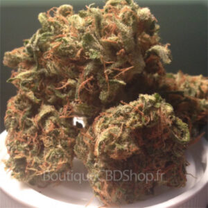 découvrez le meilleur cbd à fréjus avec notre sélection de weed de qualité supérieure, pour une expérience naturelle et relaxante.