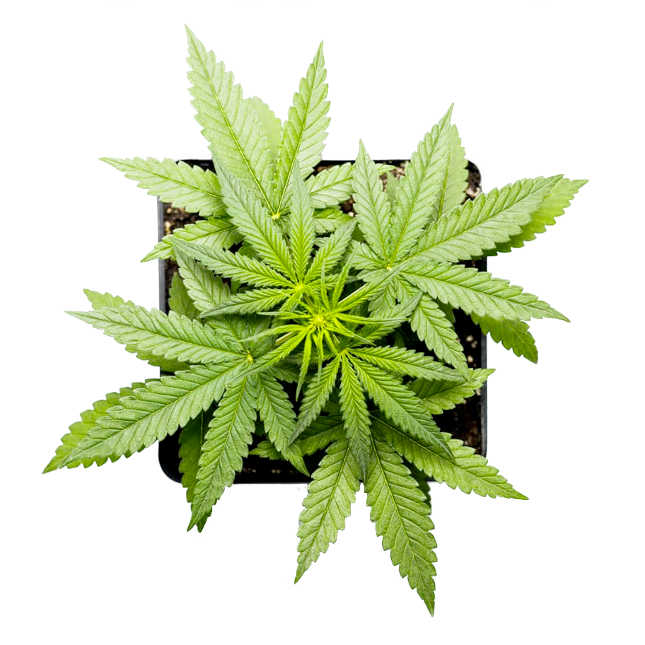 découvrez le meilleur cbd à limoges : une sélection de weed de qualité premium pour un bien-être optimal. profitez de produits naturels et légaux adaptés à vos besoins.