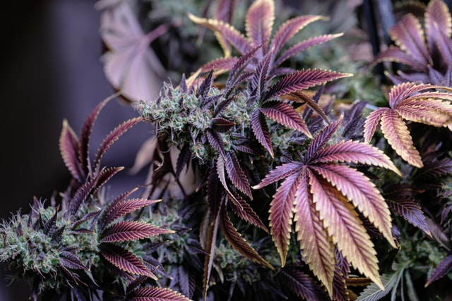découvrez la meilleure weed cbd à poitiers, qualité premium pour une expérience naturelle et relaxante en toute légalité.