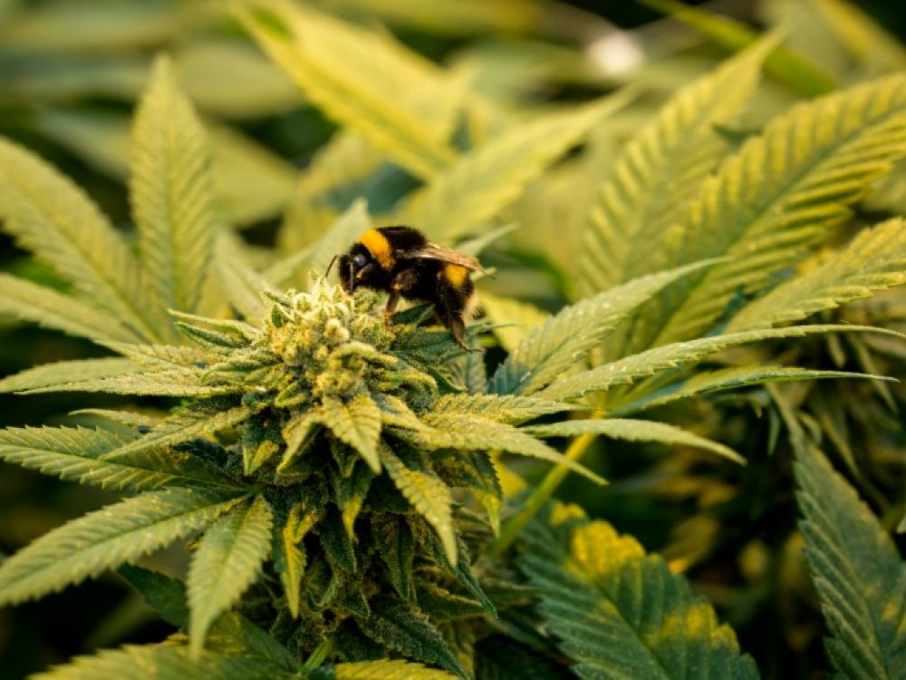 découvrez le meilleur cbd à toulouse : qualité, variété et bien-être garantis pour une expérience naturelle et relaxante.