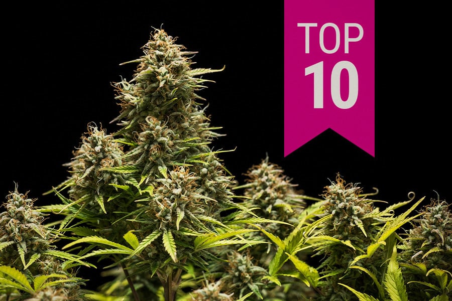 découvrez comment choisir le meilleur cannabis club grâce à nos conseils d'experts pour une expérience sûre et de qualité.