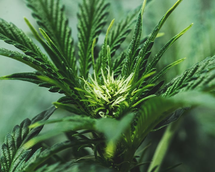découvrez notre guide complet sur le gelato cannabis : origines, effets, méthodes de consommation et conseils pour une expérience optimale.