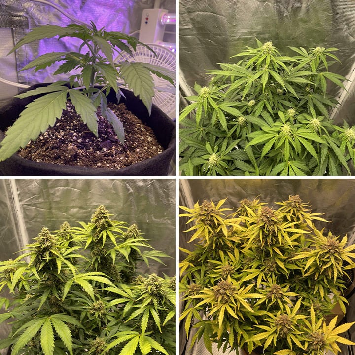 découvrez notre guide complet pour débutants sur les graines de cannabis : conseils, types de graines, et étapes de culture pour réussir votre première plantation.
