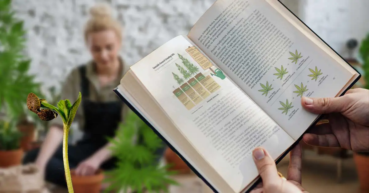 découvrez notre guide complet pour débutants sur les graines de cannabis : conseils, astuces et informations essentielles pour bien démarrer la culture et choisir vos graines.