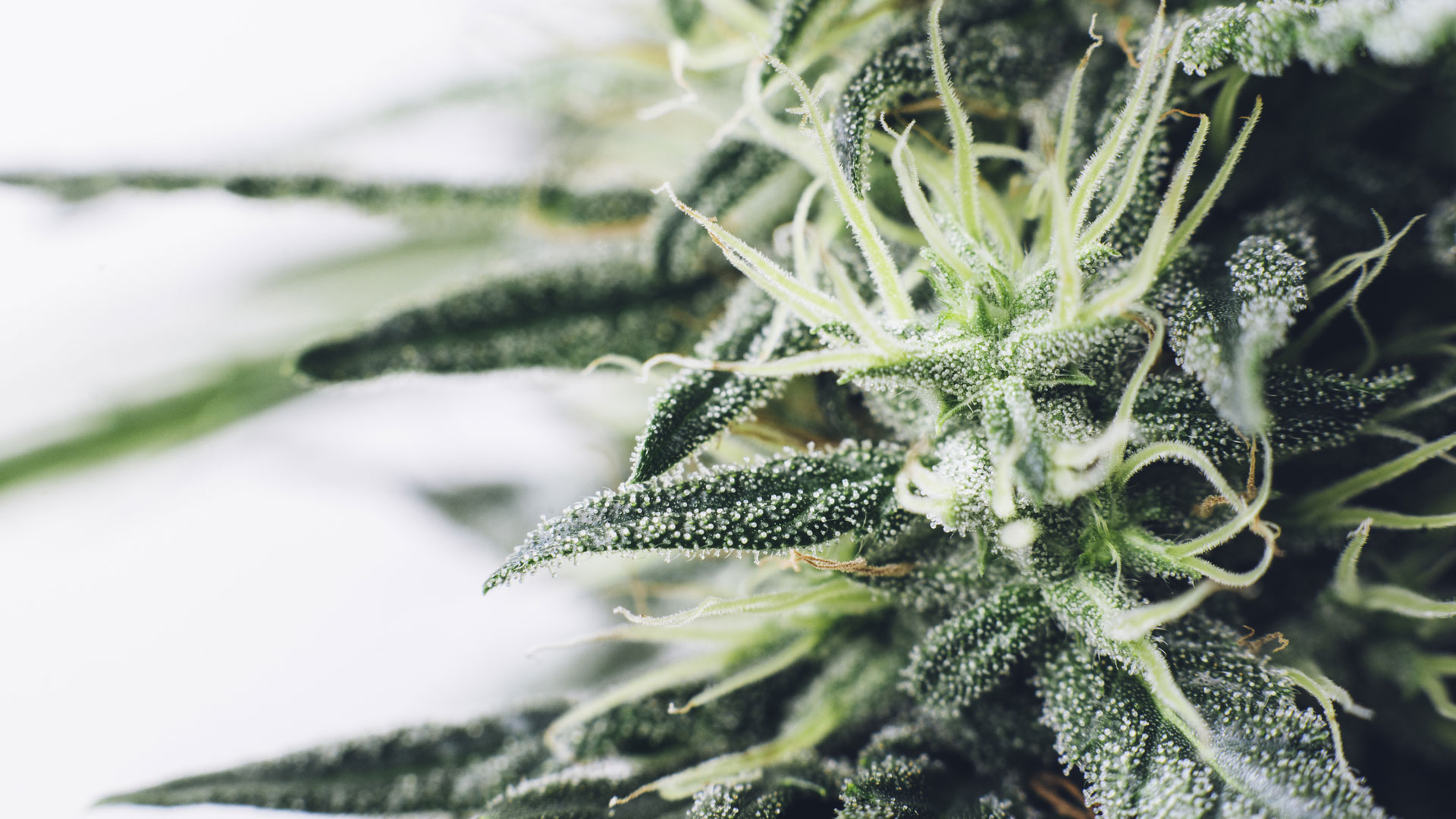 découvrez le meilleur cbd à caen : produits de qualité, conseils personnalisés et bien-être assuré.