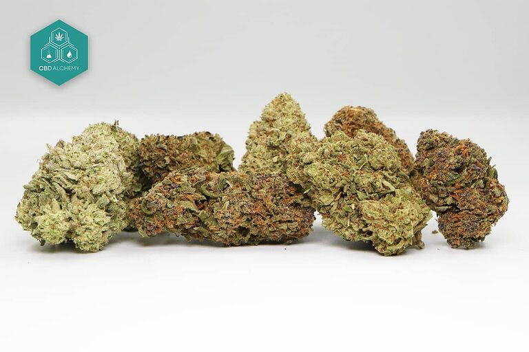 découvrez comment choisir le meilleur cbd pour une qualité optimale. conseils et critères essentiels pour profiter pleinement des bienfaits du cannabidiol.