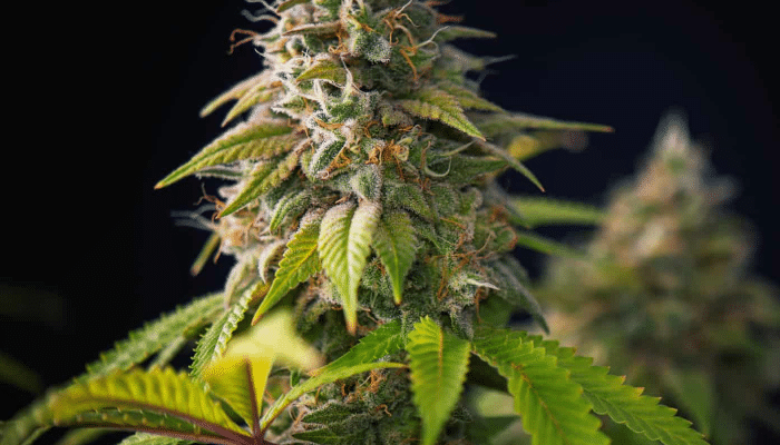 découvrez le meilleur cbd à strasbourg : qualité premium, conseils personnalisés et large choix de produits naturels pour votre bien-être.