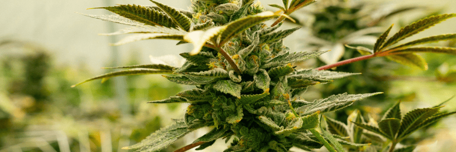 découvrez notre guide complet pour acheter des graines de cannabis en toute sécurité, spécialement conçu pour les débutants. conseils pratiques, légalité et astuces pour bien démarrer.