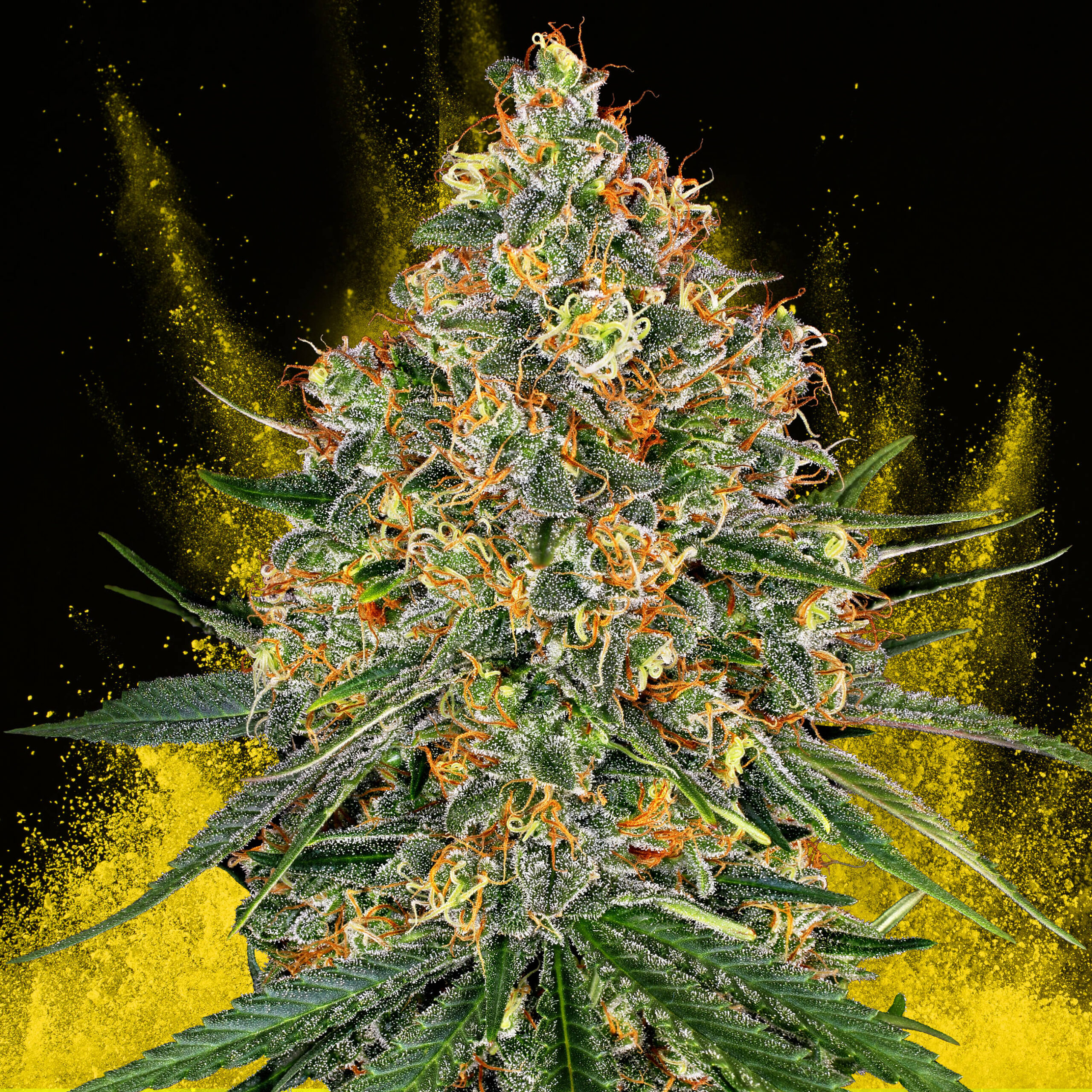 découvrez les origines, les effets et les usages du cannabis cheese, une variété renommée pour ses arômes uniques et ses propriétés.