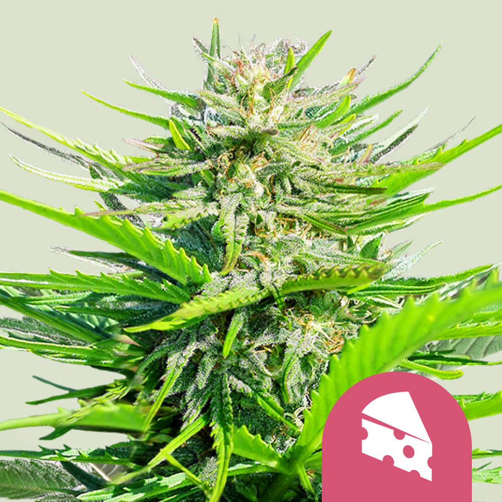 découvrez les origines, les effets et les usages du cannabis cheese, une variété de cannabis aux caractéristiques uniques et appréciée pour ses propriétés.
