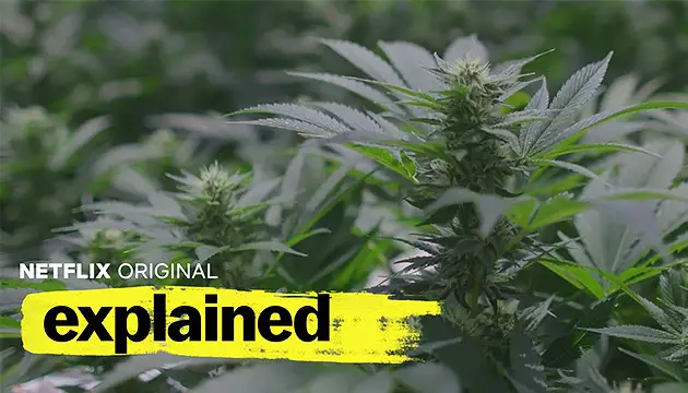 découvrez comment la consommation de cannabis influence la perception des séries tv et son impact sur le visionnage.