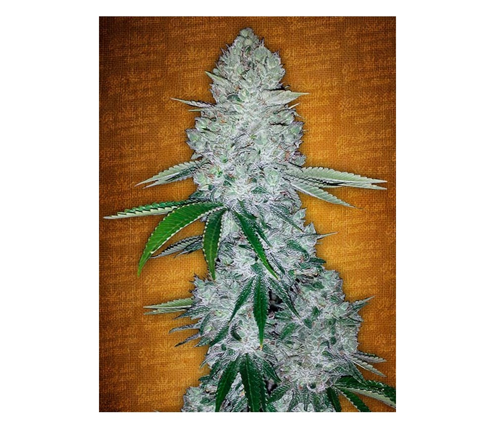 découvrez la gorilla glue, une variété de cannabis réputée pour sa puissance et son arôme unique. parfaite pour les amateurs recherchant un effet intense et durable.