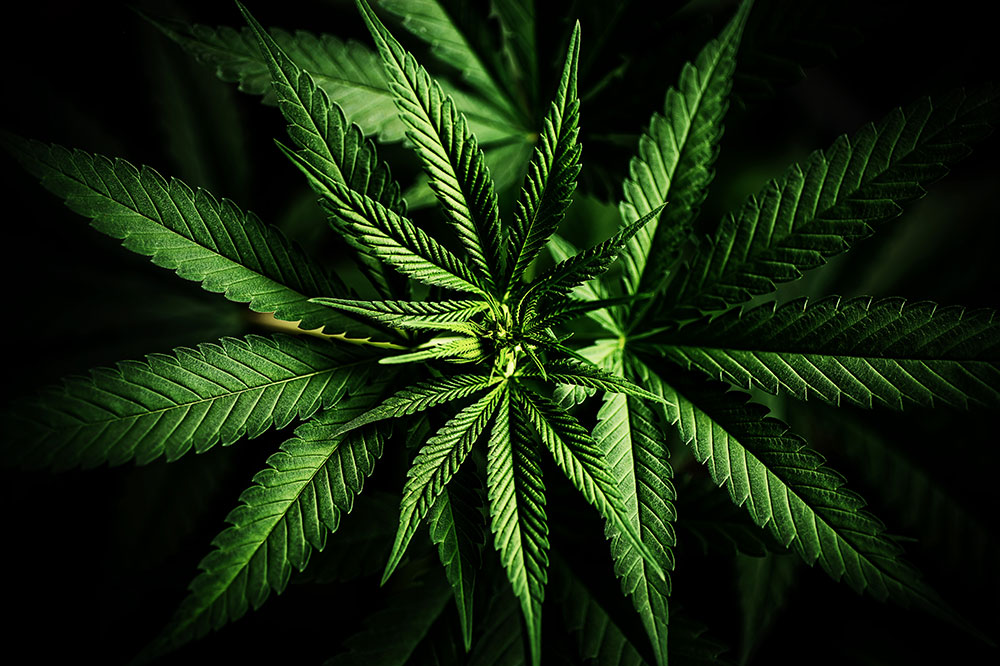 découvrez les caractéristiques du cannabis indica et ses bienfaits pour la santé et le bien-être, ainsi que ses effets relaxants et thérapeutiques.