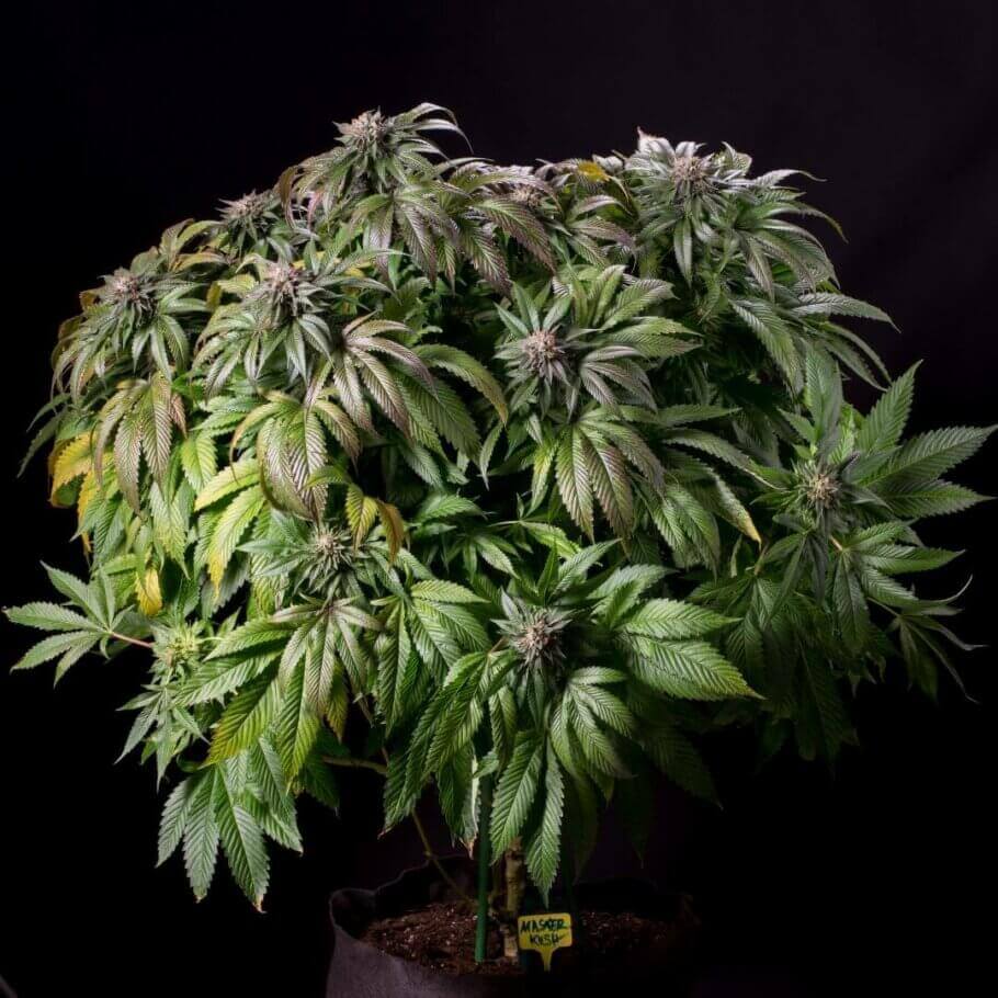 découvrez l'origine, les effets et les différents usages du cannabis indica, une variété reconnue pour ses propriétés relaxantes et thérapeutiques.