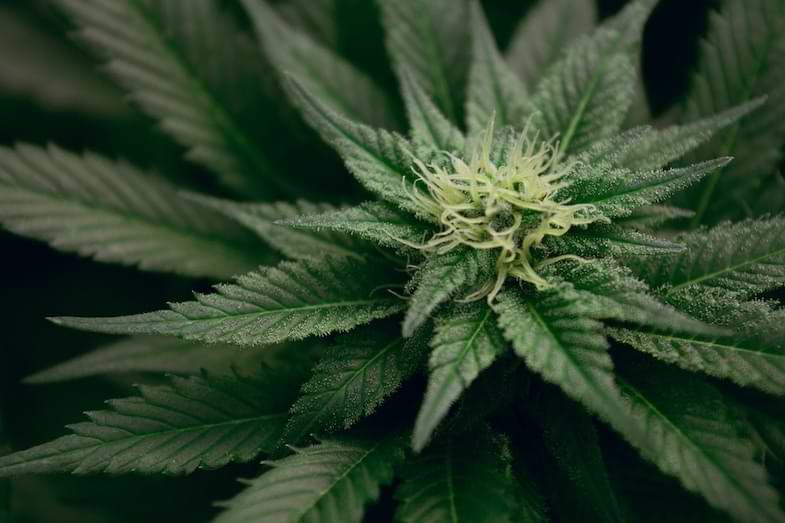 découvrez comment choisir le terreau idéal pour cultiver du cannabis en optimisant la croissance et la qualité de vos plantes grâce à nos conseils experts.