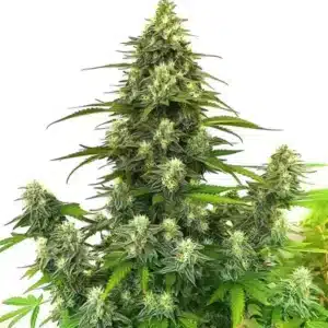 découvrez comment choisir le meilleur terreau pour la culture de cannabis afin d'optimiser la croissance et la qualité de vos plants.
