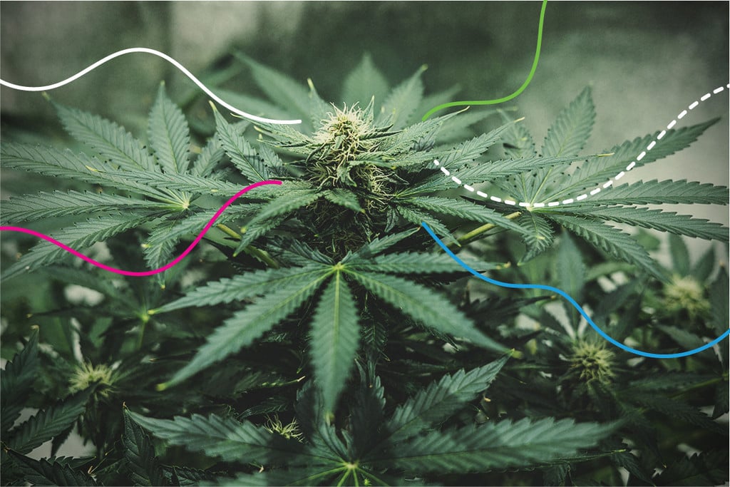 découvrez les meilleurs engrais pour la culture du cannabis afin d'optimiser la croissance et la qualité de vos plants. conseils et astuces pour un rendement maximal.