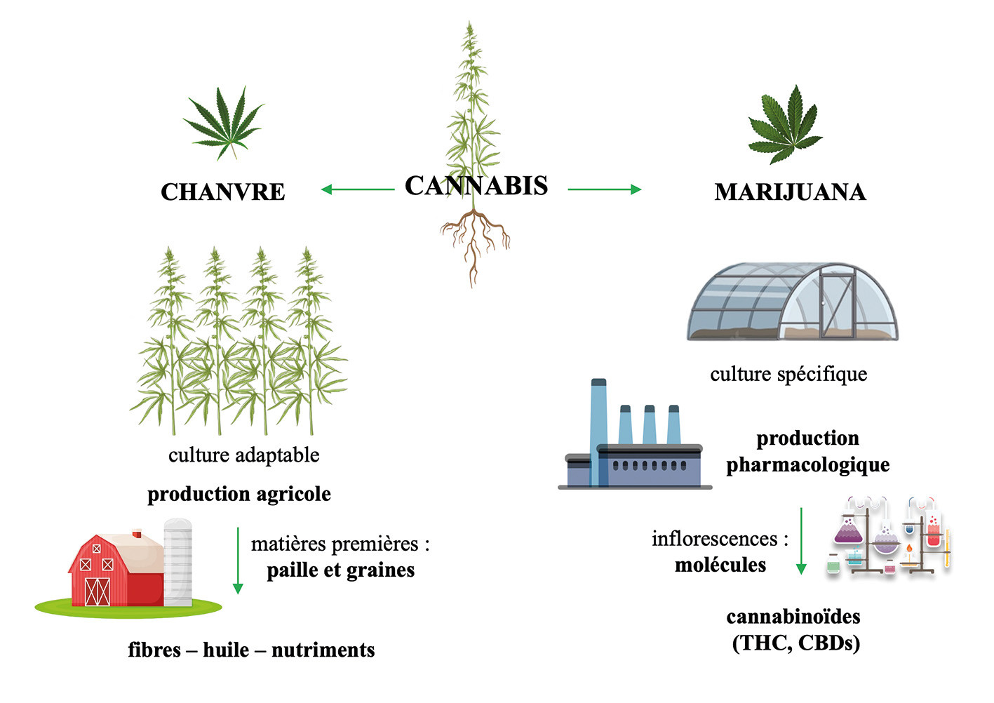 découvrez le fonctionnement d'un cannabis social club, son organisation, ses règles et ses avantages pour les membres dans un cadre légal et responsable.