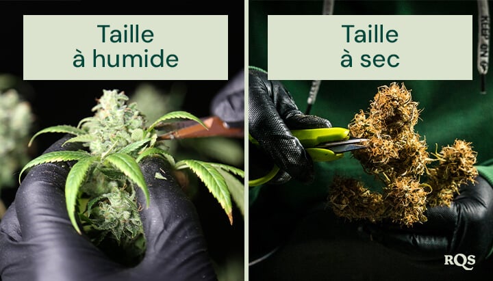découvrez notre guide complet du séchage du cannabis pour obtenir un produit de qualité optimale, en maîtrisant chaque étape du processus.