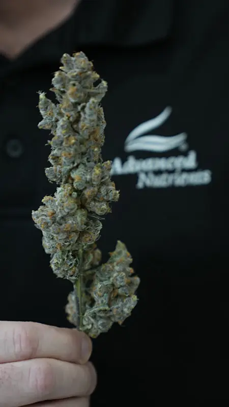 découvrez notre guide complet du séchage du cannabis pour obtenir une qualité optimale. apprenez les meilleures techniques et astuces pour sécher vos récoltes en toute sécurité et conserver toutes les saveurs.