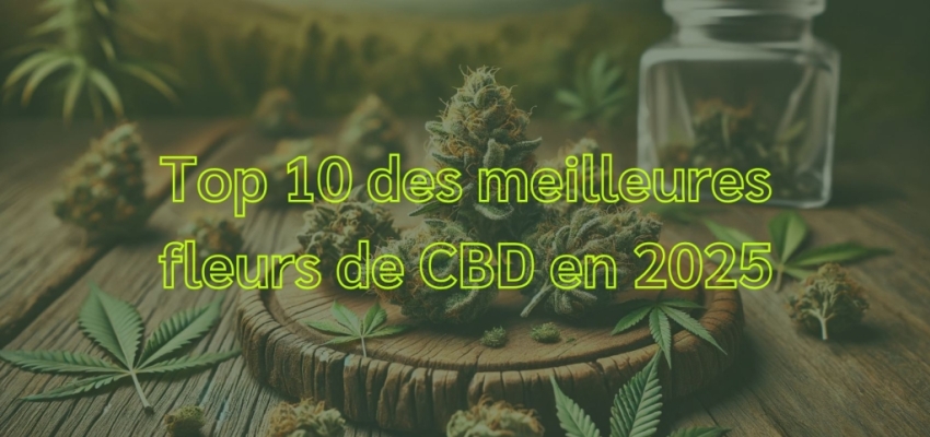 découvrez le meilleur cbd en france : qualité premium, produits naturels et bienfaits garantis pour votre bien-être au quotidien.