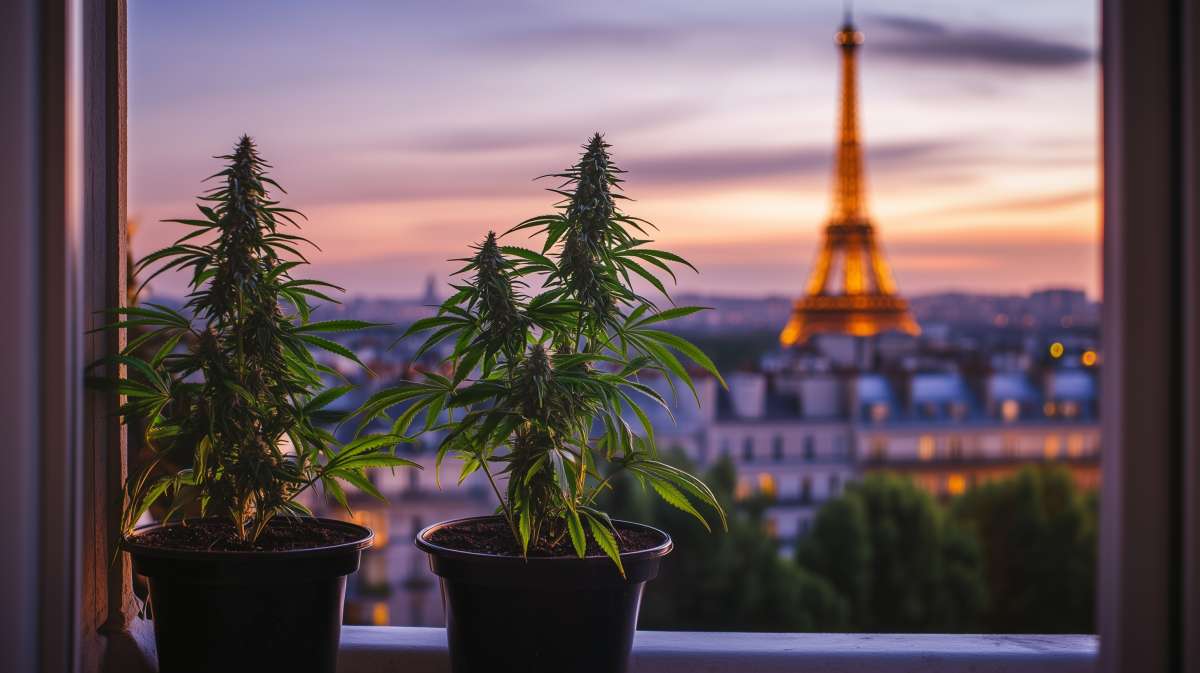 découvrez le meilleur cbd à paris en 2025 : qualité premium, produits naturels et conseils experts pour une expérience bien-être optimale.