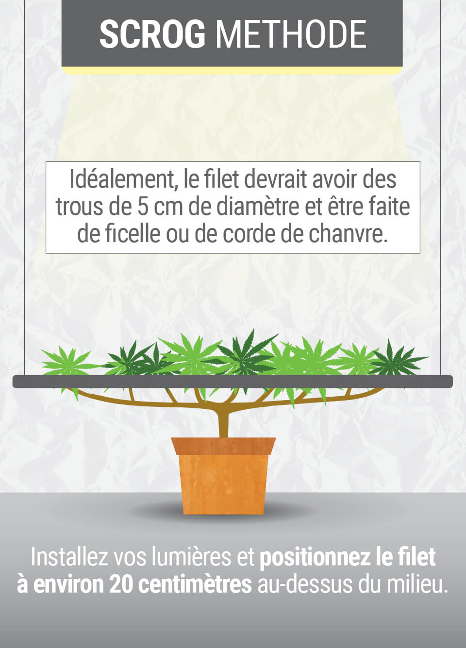 découvrez les méthodes efficaces pour tailler le cannabis et optimiser la croissance de vos plantes. guide pratique pour des résultats réussis.