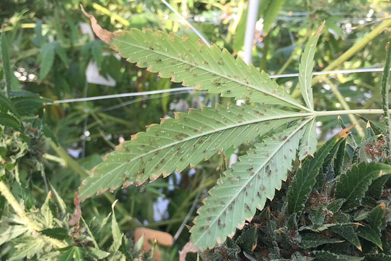 découvrez les principaux risques liés aux virus affectant le cannabis et les solutions efficaces pour protéger vos cultures et assurer une croissance saine.