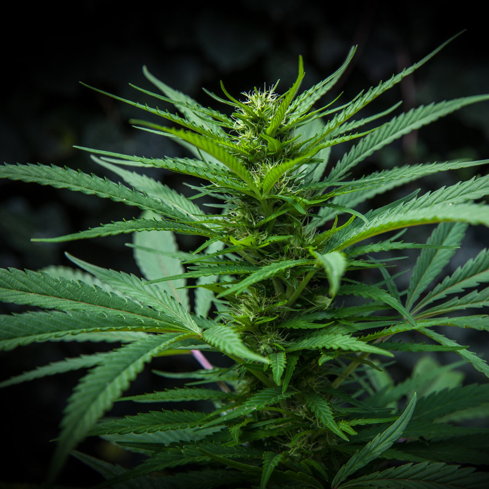 découvrez notre guide pratique pour acheter du cannabis en ligne en toute sécurité, avec des conseils, les meilleures plateformes et les informations légales essentielles.