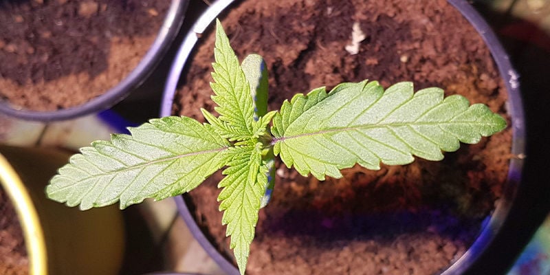 découvrez les bienfaits du café au cannabis, une boisson innovante alliant énergie et détente pour un moment unique.