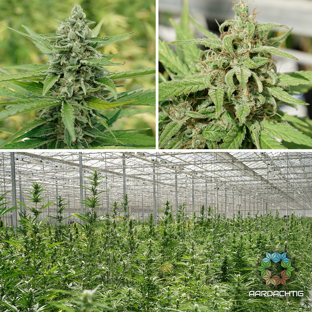 découvrez l'essentiel sur le cannabis aux pays-bas : législation, consommation, culture et conseils pratiques pour bien s'informer.
