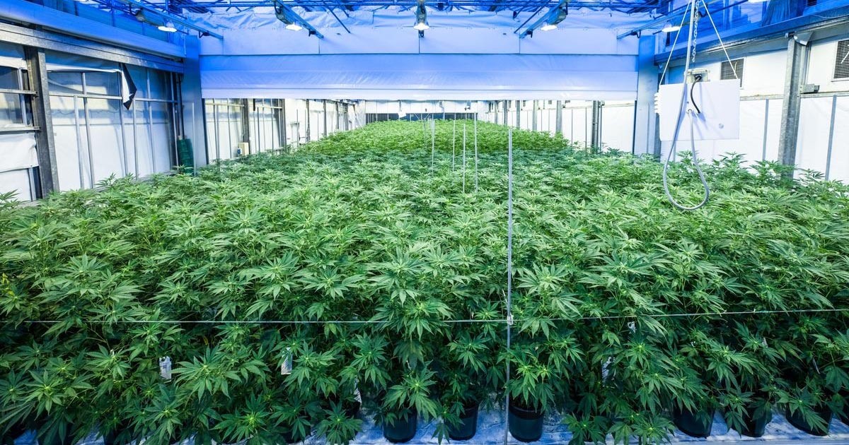 découvrez l'essentiel sur le cannabis aux pays-bas : législation, culture, consommation et conseils pour bien profiter en toute légalité.