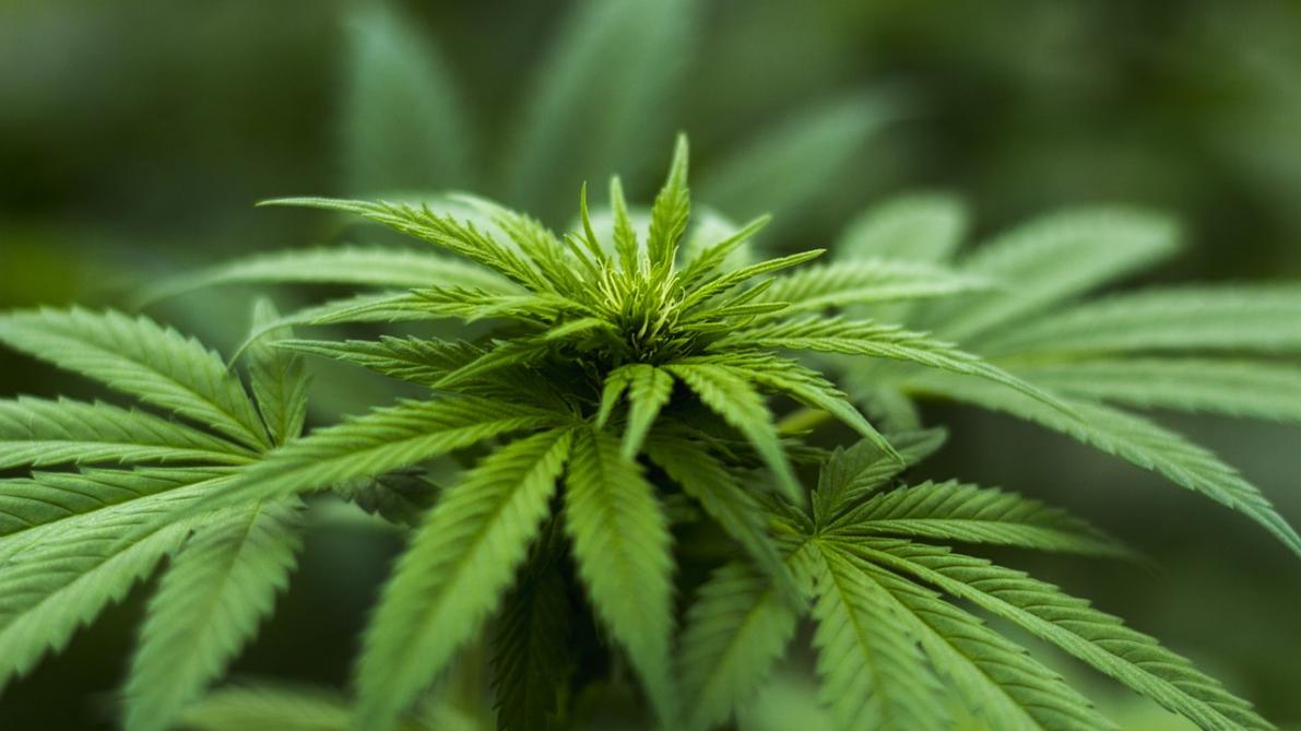 découvrez le fonctionnement et les règles du cannabis en allemagne, incluant la législation, la consommation et les implications légales pour les résidents et visiteurs.