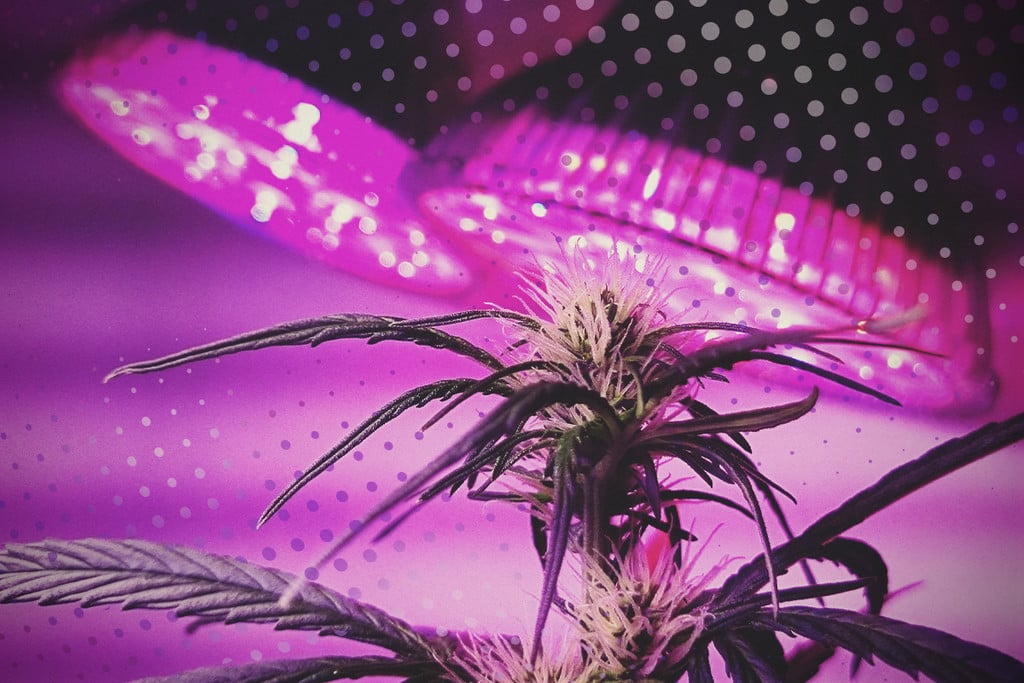 découvrez comment choisir la lampe led idéale pour la culture de cannabis, en optimisant la croissance et la qualité de vos plantes grâce aux meilleures technologies d'éclairage.