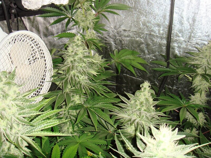 découvrez l'engrais flo cannabis, spécialement conçu pour optimiser la croissance et la floraison de vos plantes de cannabis, garantissant des rendements abondants et une qualité exceptionnelle.
