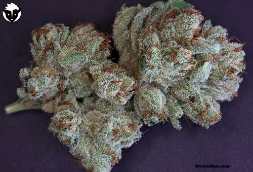 découvrez notre sélection exclusive de graines rares de cannabis, cultivées pour offrir des variétés uniques et de haute qualité, idéales pour les passionnés et collectionneurs.