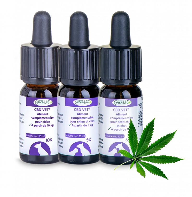 découvrez le meilleur cbd pour chien en 2025 : des produits naturels et efficaces pour le bien-être et la santé de votre compagnon à quatre pattes.