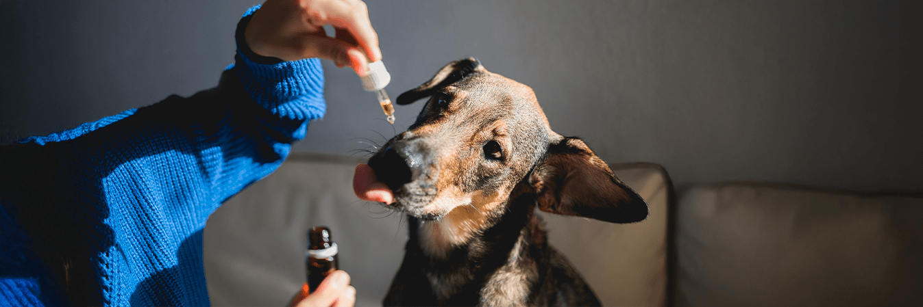 découvrez le meilleur cbd pour chien en 2025 : des produits naturels et sécurisés pour le bien-être et la santé de votre compagnon à quatre pattes.