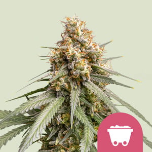 découvrez les meilleures graines cbd pour une culture réussie, adaptées à tous les niveaux de cultivateurs, avec un rendement optimal et une qualité exceptionnelle.