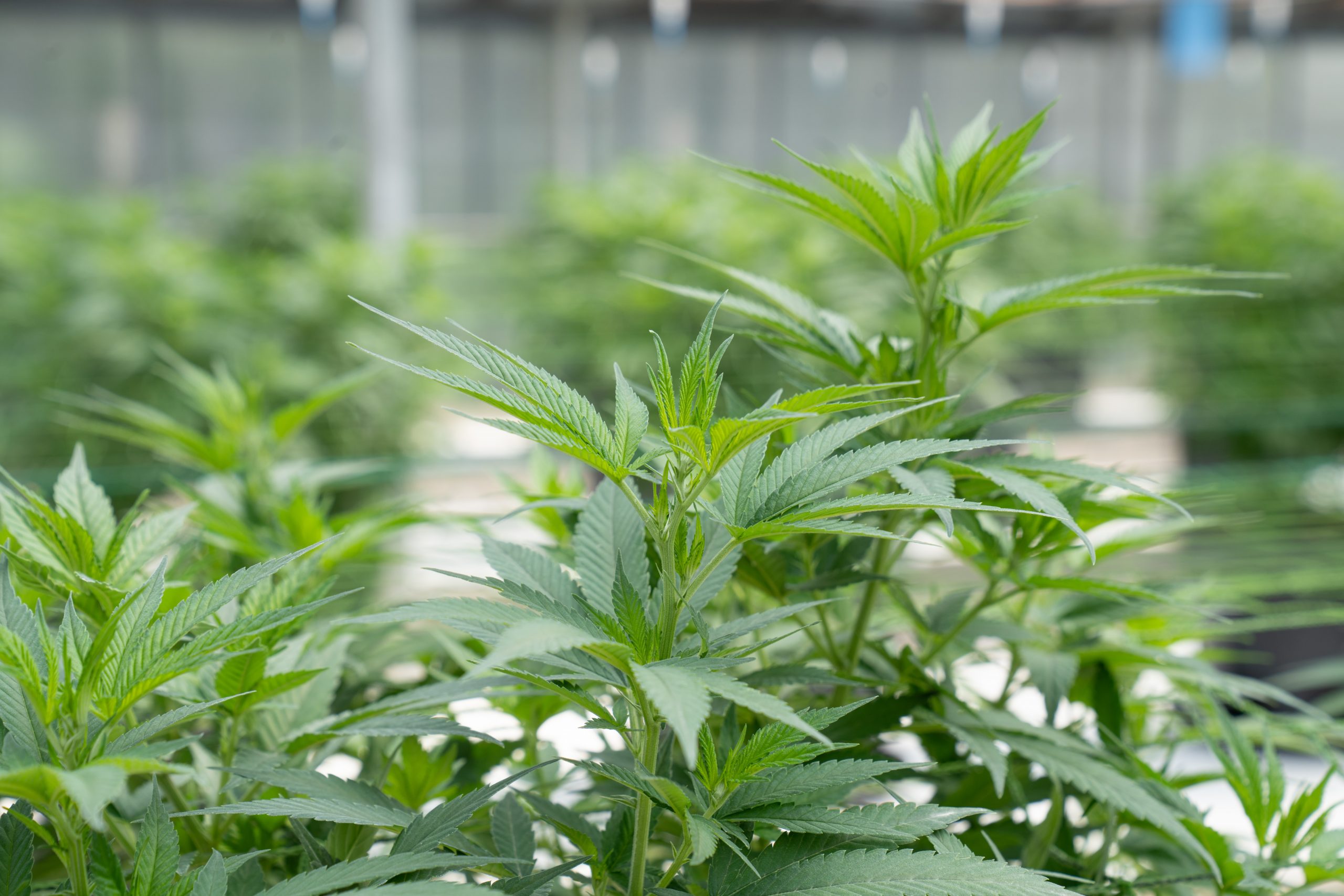 découvrez tout ce qu'il faut savoir sur le taux de thc dans le cannabis, son impact, comment il est mesuré et ses effets sur la consommation.