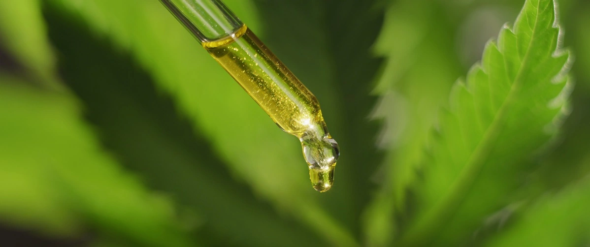 informations essentielles sur l'usage du cannabis et ses implications pour la tuberculose (tbc) : effets, risques et recommandations.