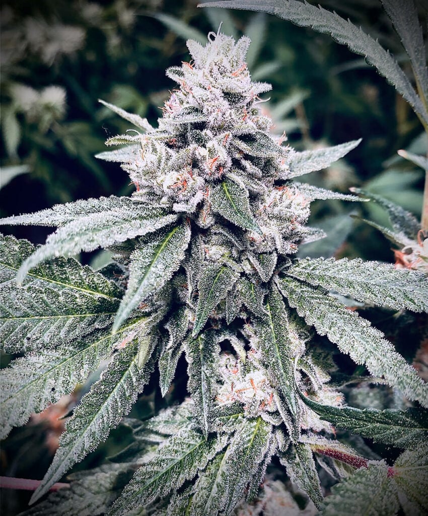 découvrez les différentes variétés de cannabis et leurs effets spécifiques pour mieux choisir selon vos besoins et préférences.
