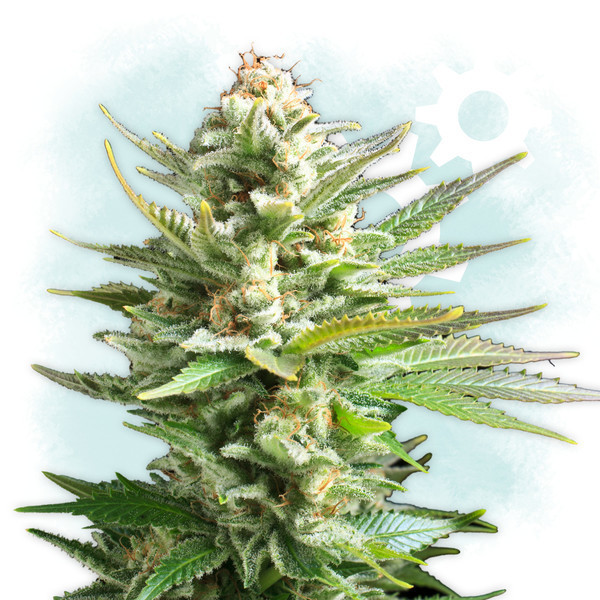 découvrez notre guide complet sur amnesia cannabis, ses caractéristiques, effets, méthodes de culture et conseils pour une consommation responsable.