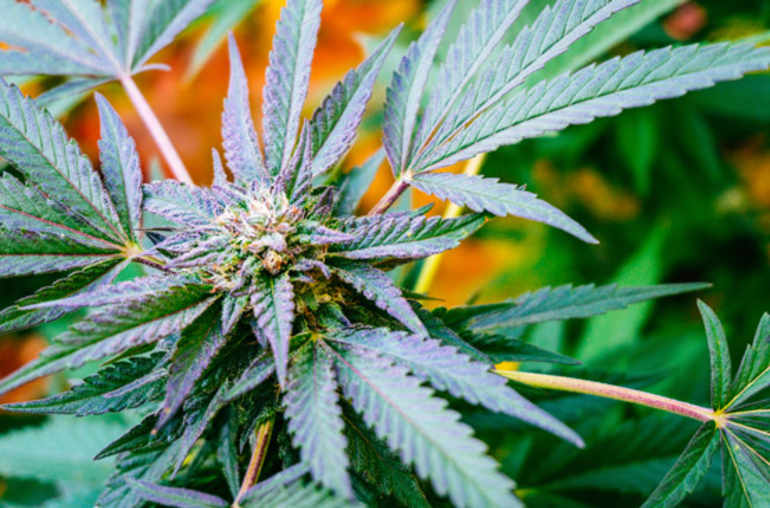 découvrez les informations essentielles sur le don de sang et la consommation de cannabis, leurs impacts et les règles à connaître.