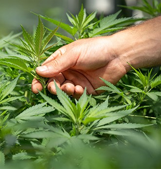 découvrez les bienfaits de la tisane au cannabis ainsi que les précautions à prendre pour une consommation sécurisée et responsable.